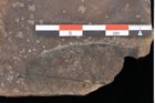 Foto (Detailsansicht) von Quercus palaeoilex Ettingshausen (NHMW-GEO-2024-0188-0785)